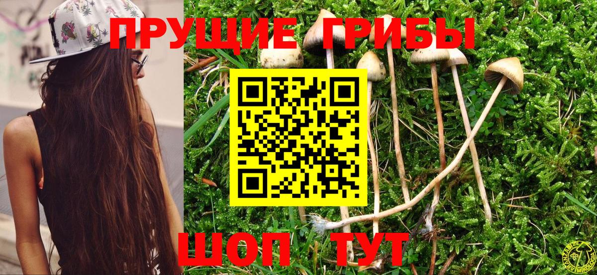 Благовещенск  Галлюциногенные грибы Psilocybine cubensis  наркота  Вход с VPN 